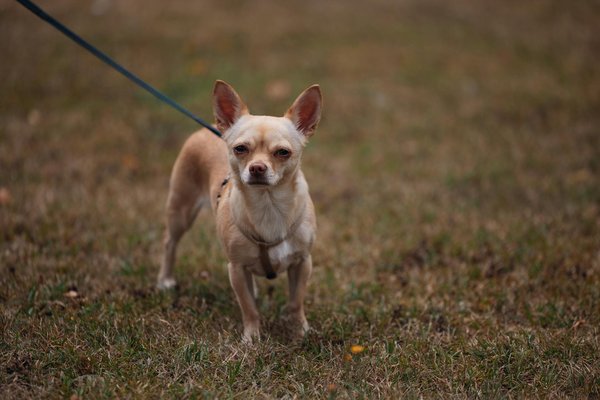 What Are the Essential Items for Every UK Woman's Wardrobe?