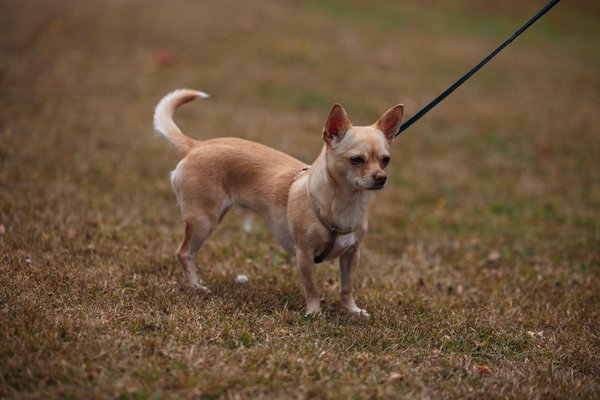 How Can British Homeowners Create a Cosy Living Environment in Small Spaces?